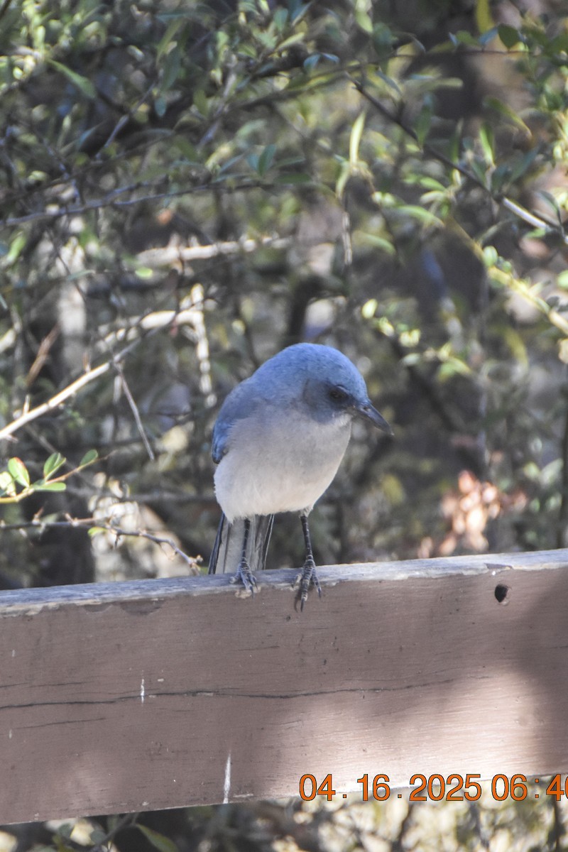 Mexican Jay - ML645625957