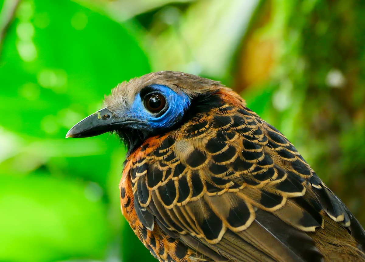 Ocellated Antbird - ML645625960