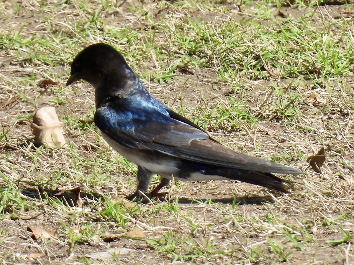 Gray-breasted Martin - ML645625971