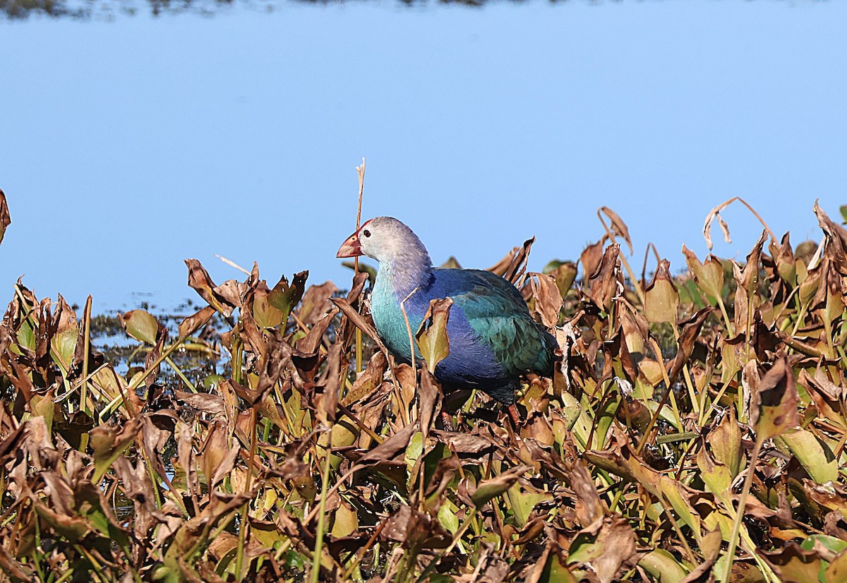 Uroilo urdin burugrisa - ML645625972
