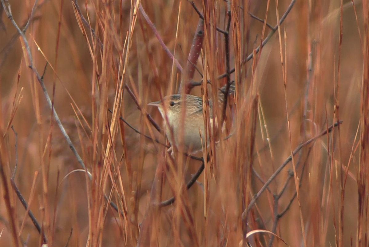 Sedge Wren - ML645625976