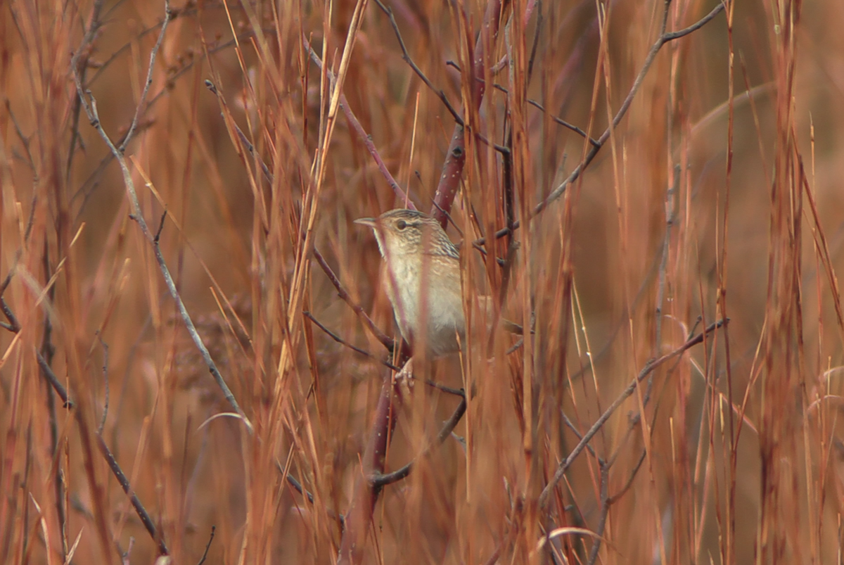 Sedge Wren - ML645625977