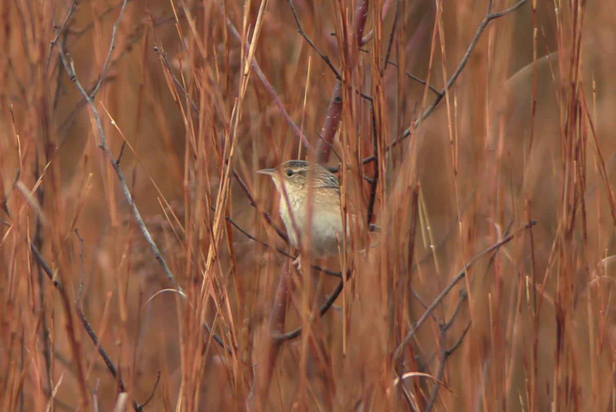 Sedge Wren - ML645625978