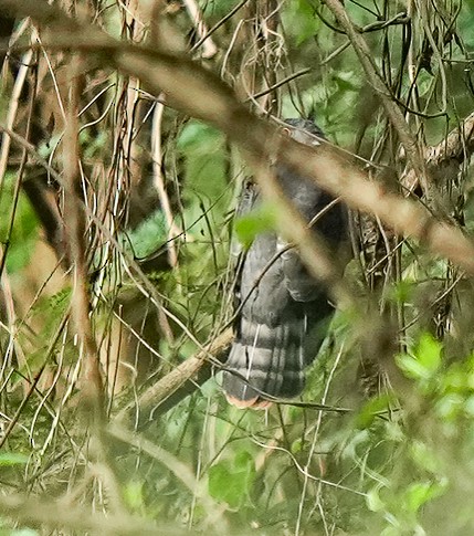 Hodgson's Hawk-Cuckoo - ML645625979