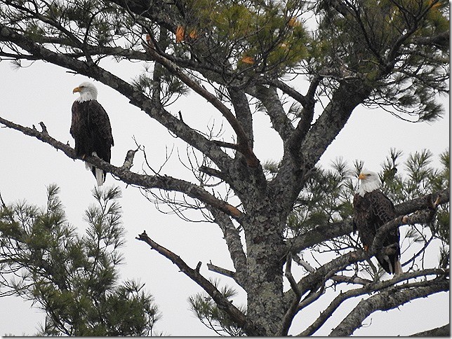 עיטם לבן-ראש - ML645625991
