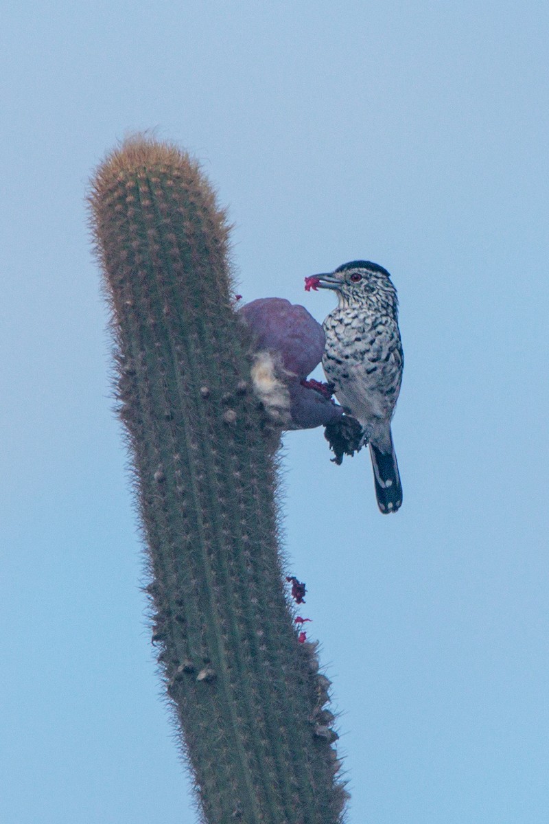 Batará Barrado (capistratus) - ML645625992