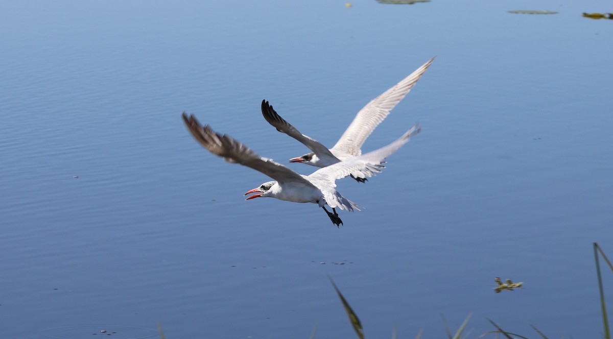 Caspian Tern - ML645625996