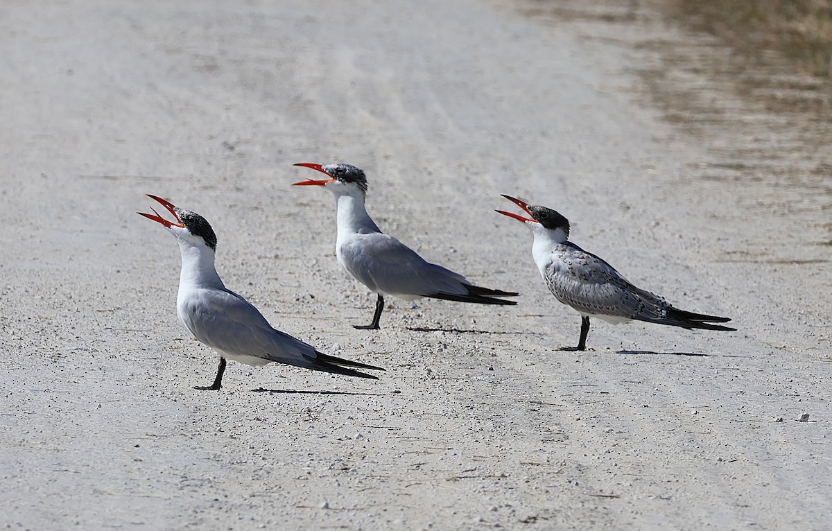 Caspian Tern - ML645625997