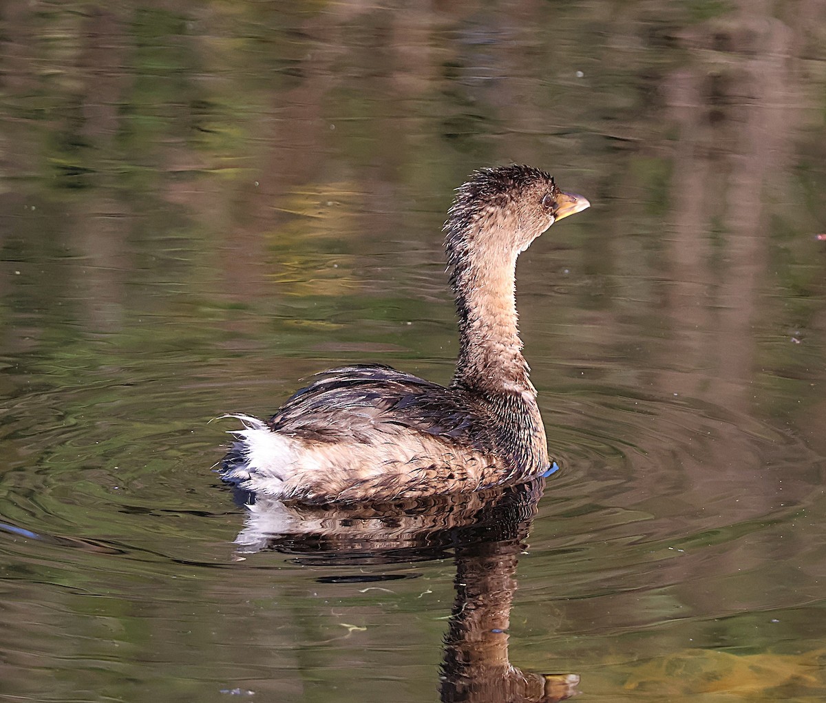 Pied-billed Grebe - ML645626002
