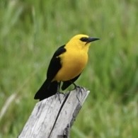 Oriole Blackbird - ML645626003