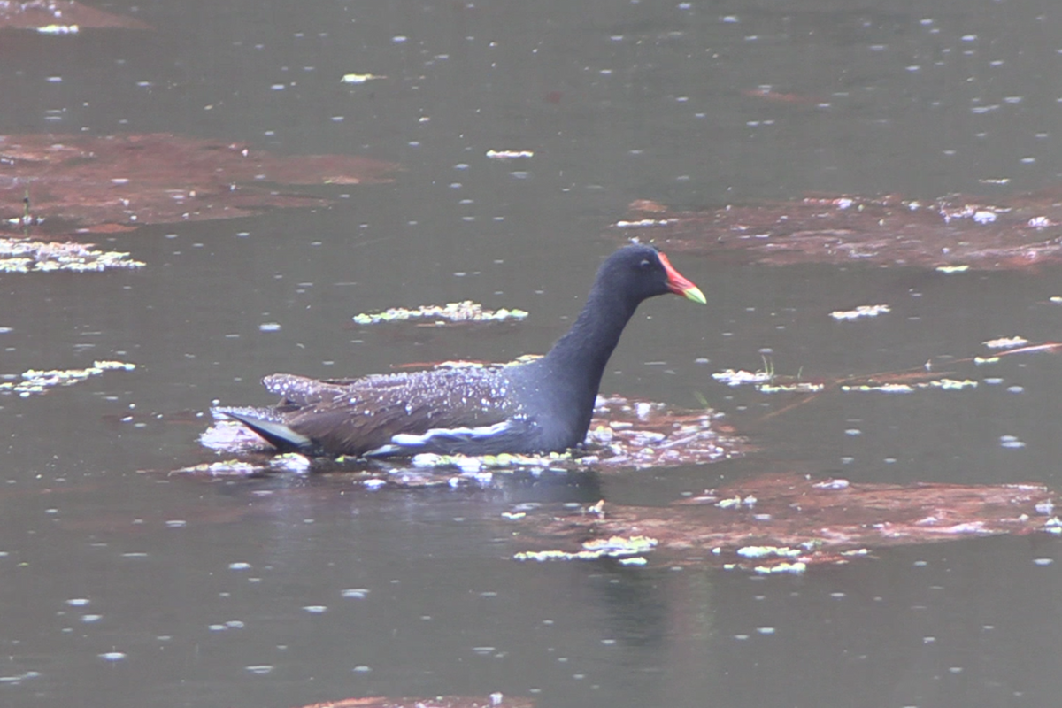 Common Gallinule - ML645626025