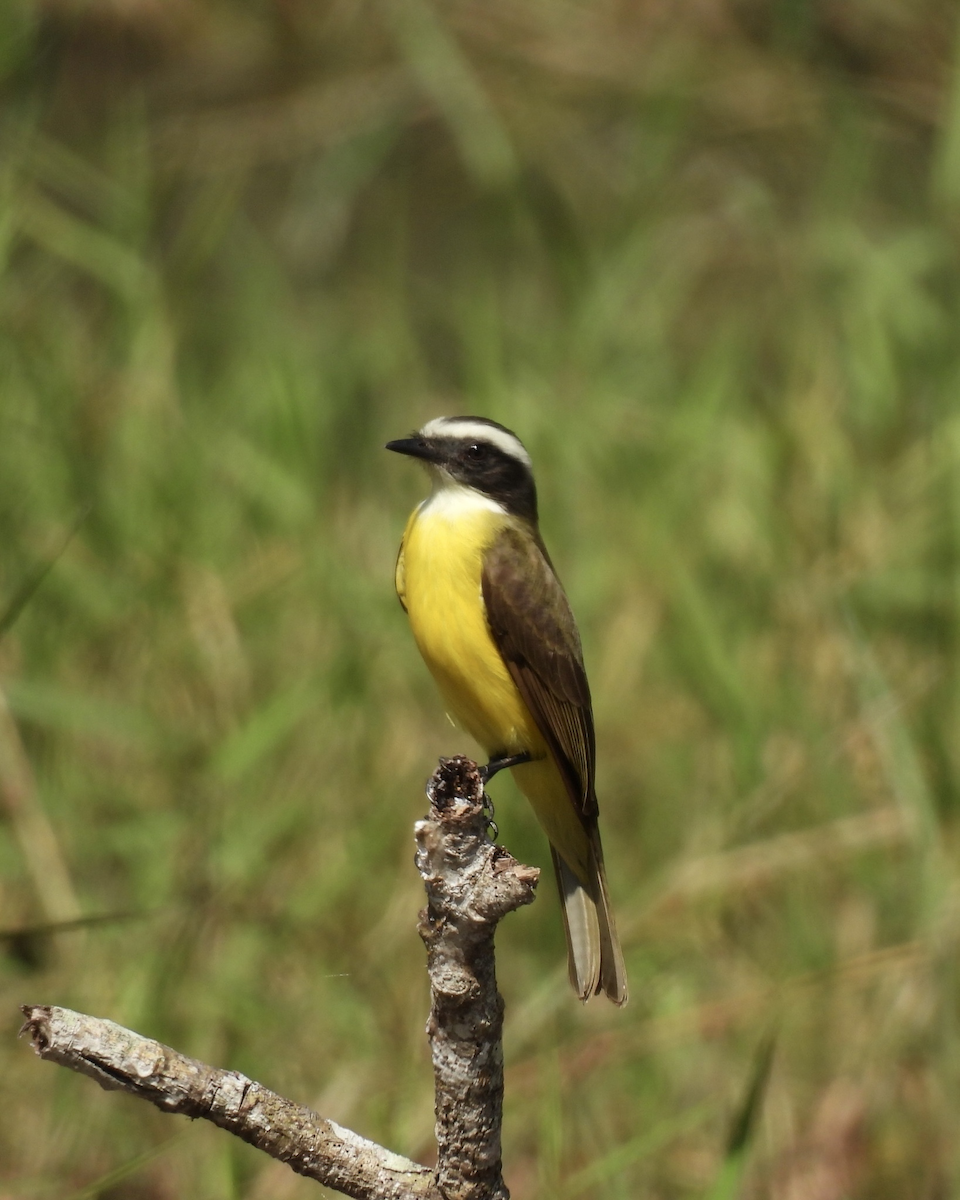 Sosyal Tiran - ML645626035