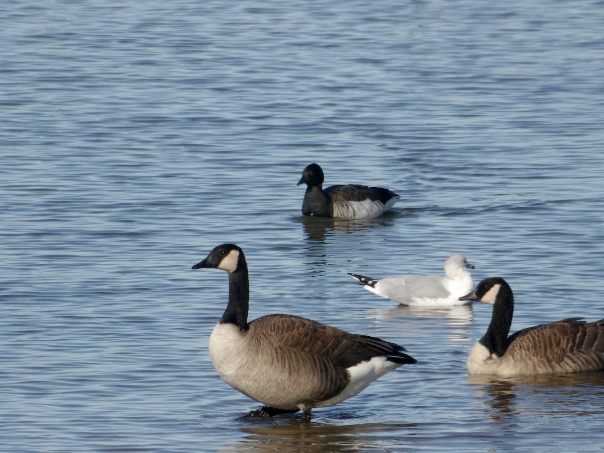 Brant - ML645626037