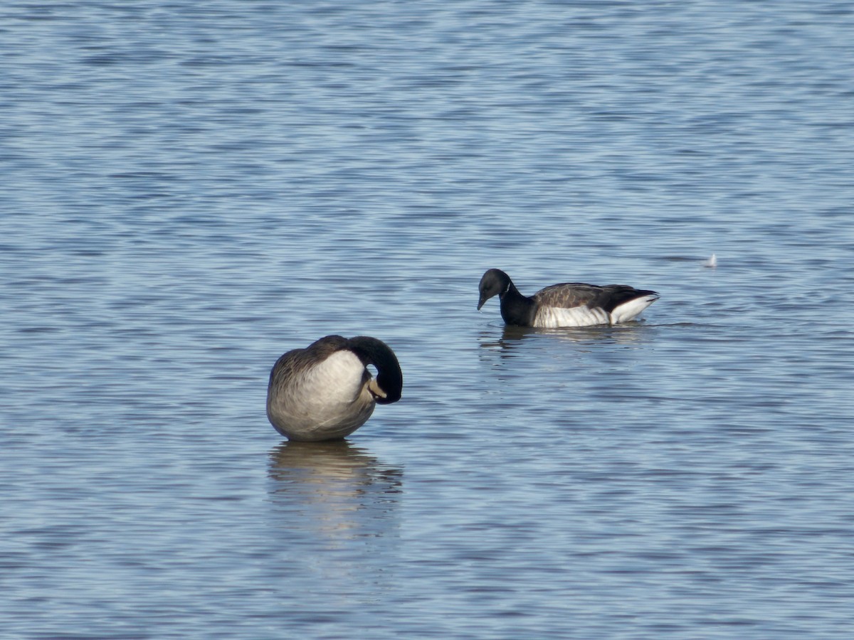 Brant - ML645626038