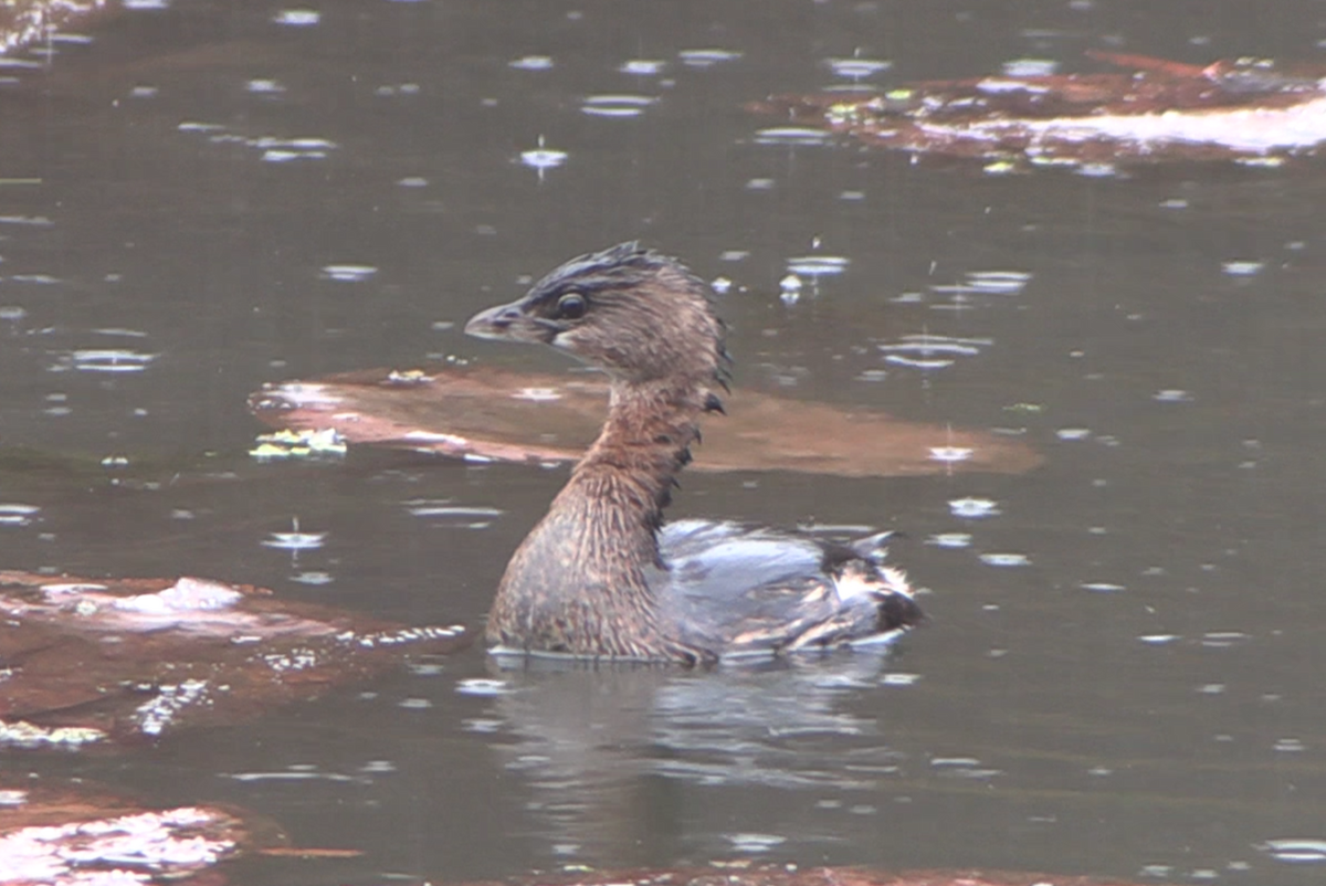 Pied-billed Grebe - ML645626039