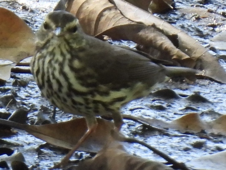 Northern Waterthrush - ML645626040