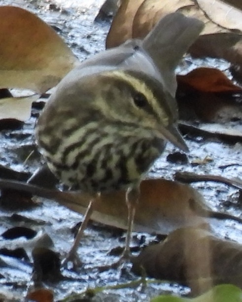 Northern Waterthrush - ML645626041