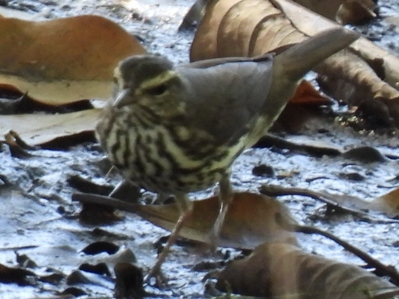 Northern Waterthrush - ML645626042