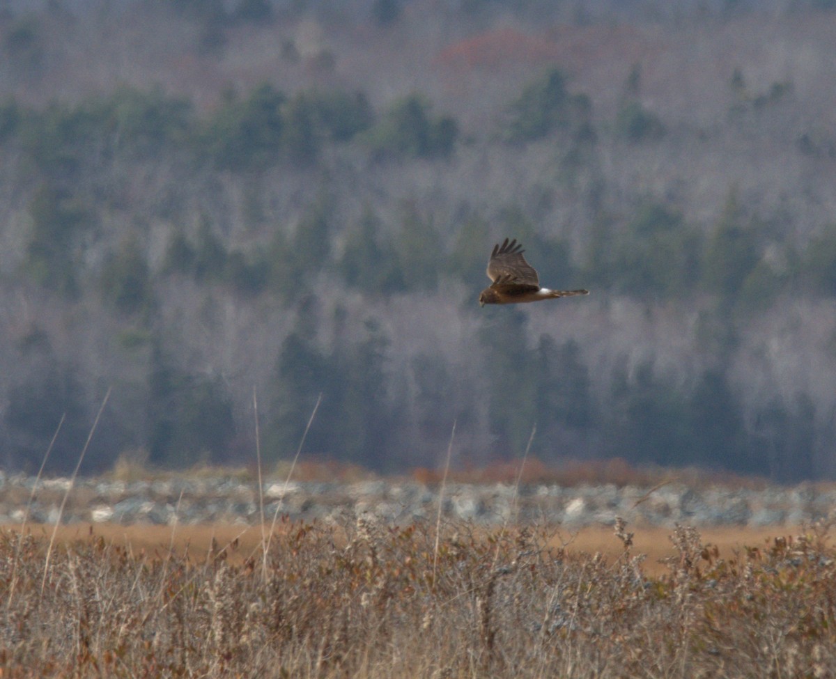 Лунь американський - ML645626044