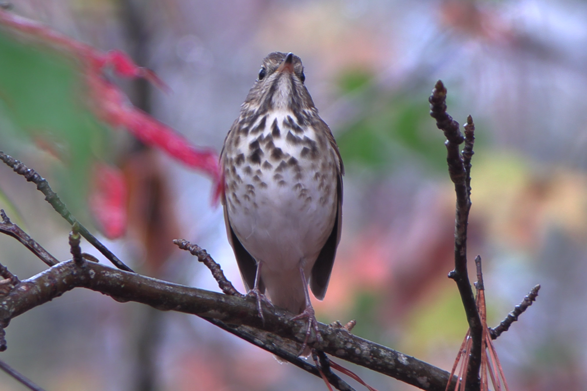 Hermit Thrush - ML645626052
