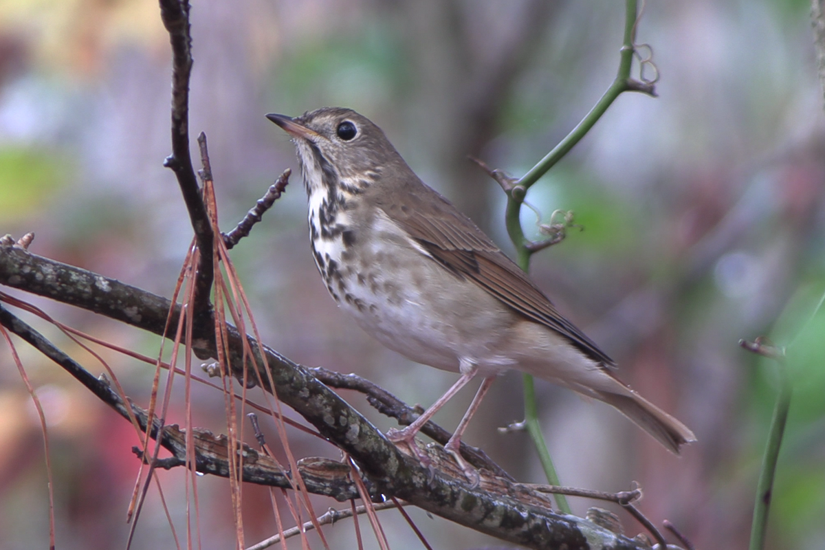 Hermit Thrush - ML645626053