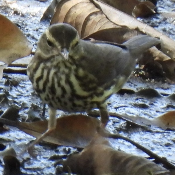 Northern Waterthrush - ML645626055