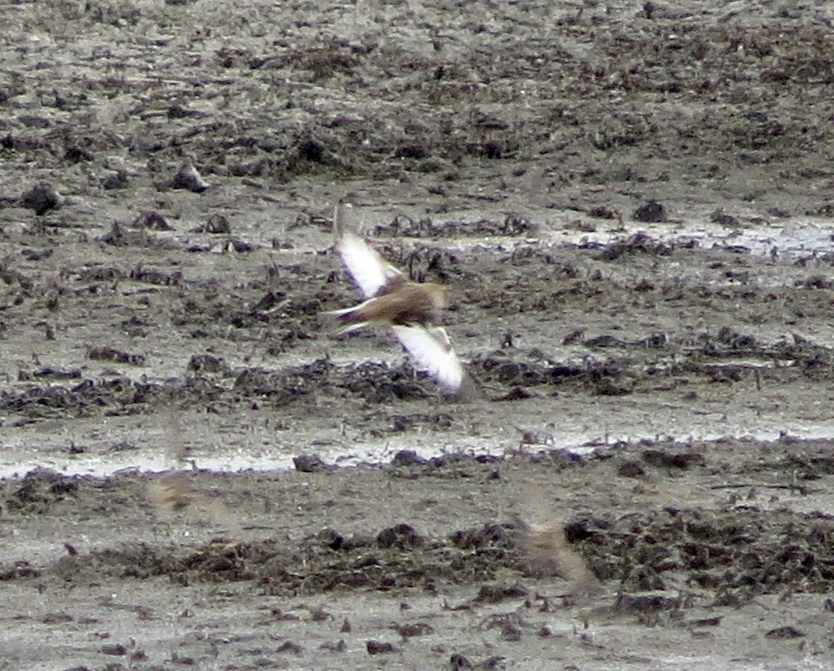 Snow Bunting - ML645626064