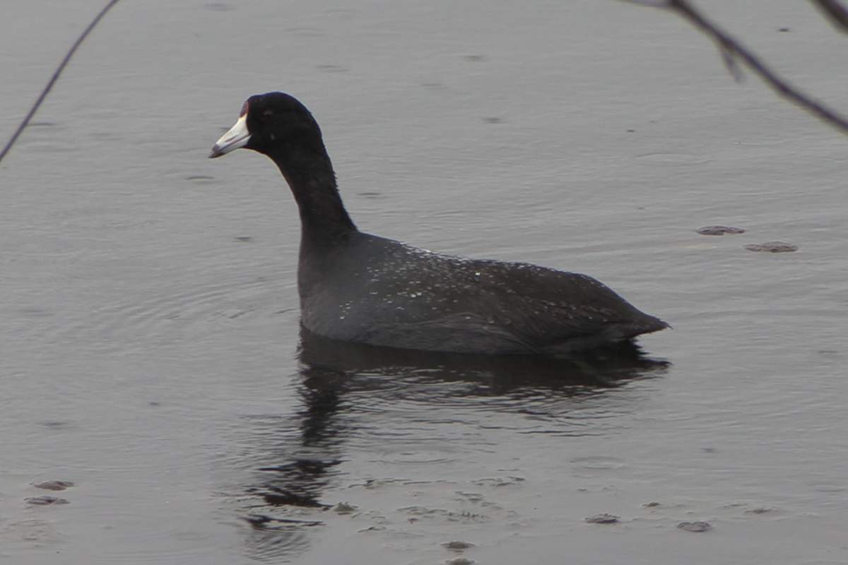 American Coot - ML645626065