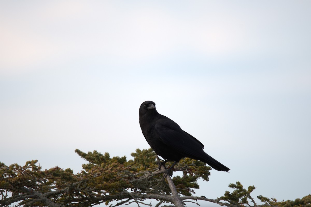 American Crow - ML645626066
