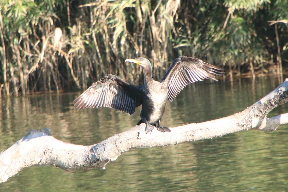 Great Cormorant (Eurasian) - ML645626067