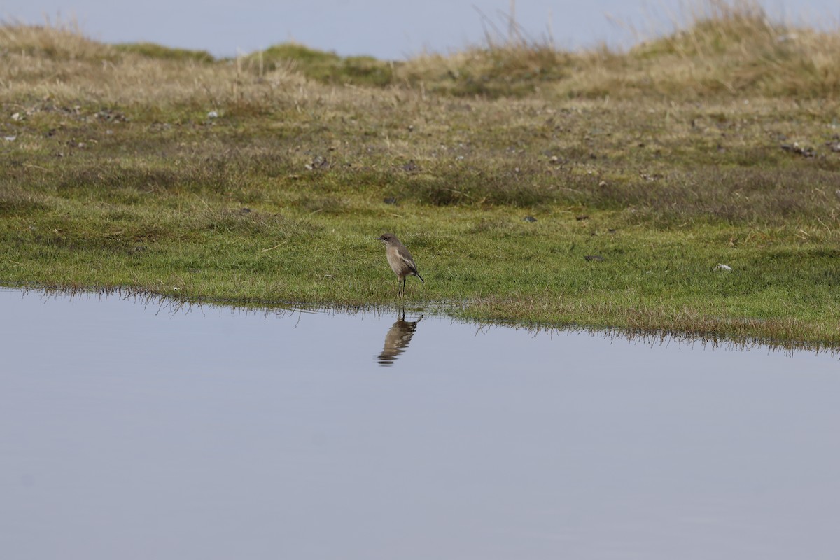 Moorland Chat (Abyssinian) - ML645626068