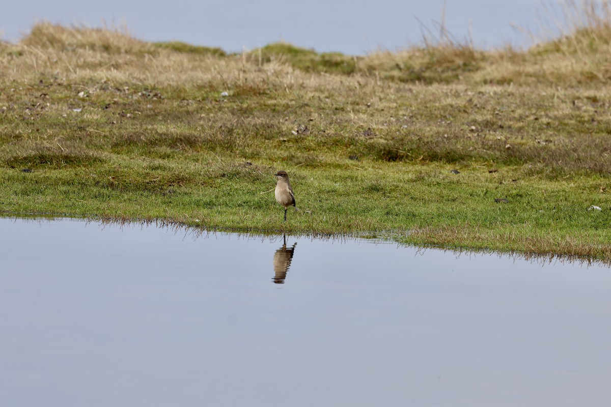 Moorland Chat (Abyssinian) - ML645626069