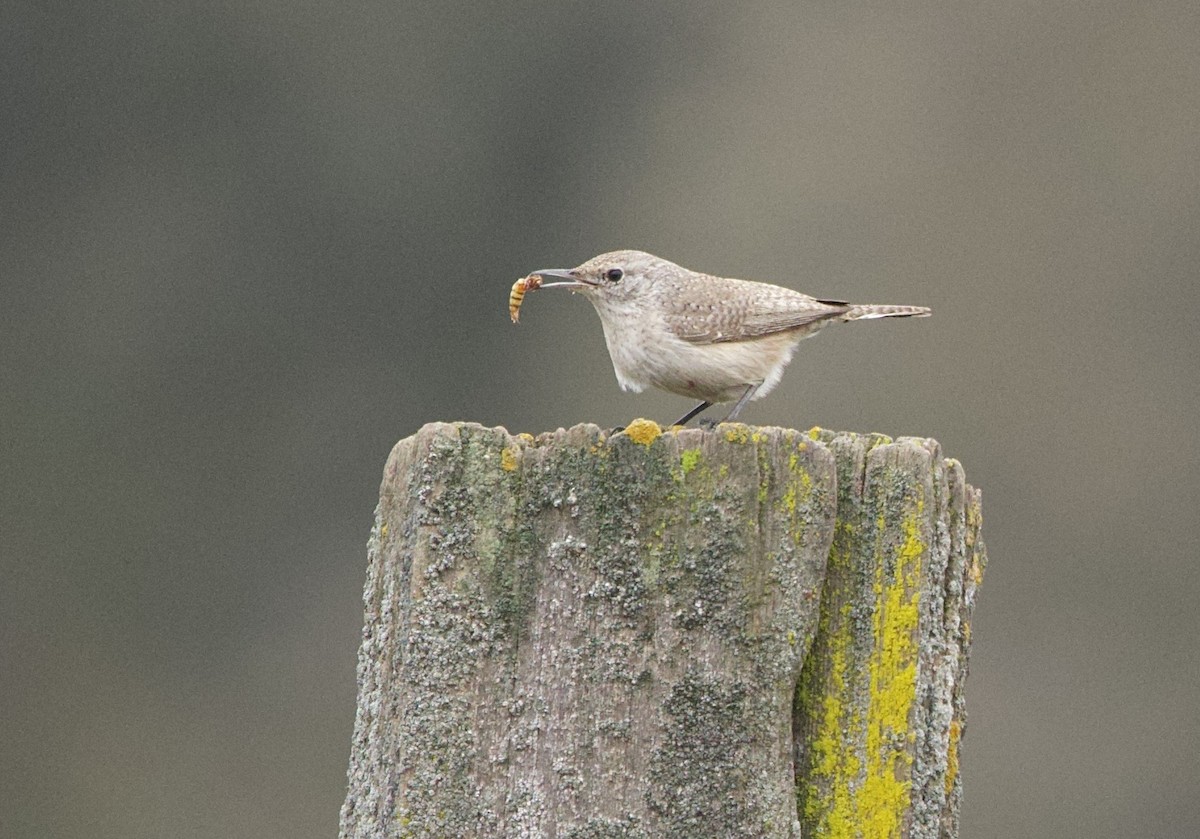 Rock Wren - ML645626070