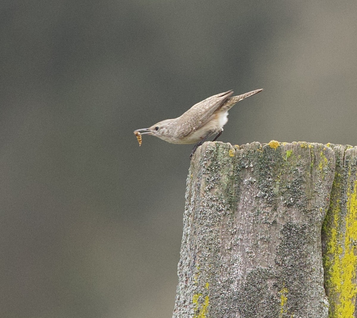 Rock Wren - ML645626071