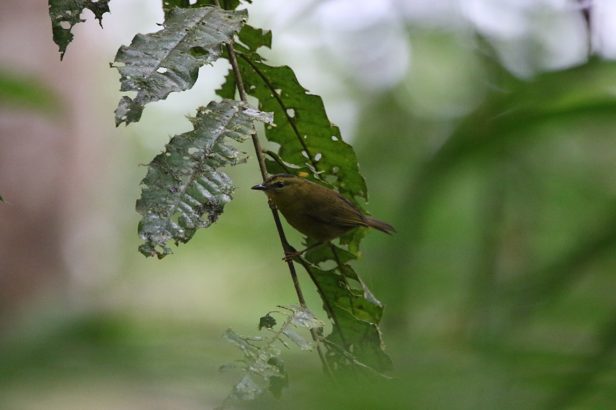 Choco Warbler - ML645626072