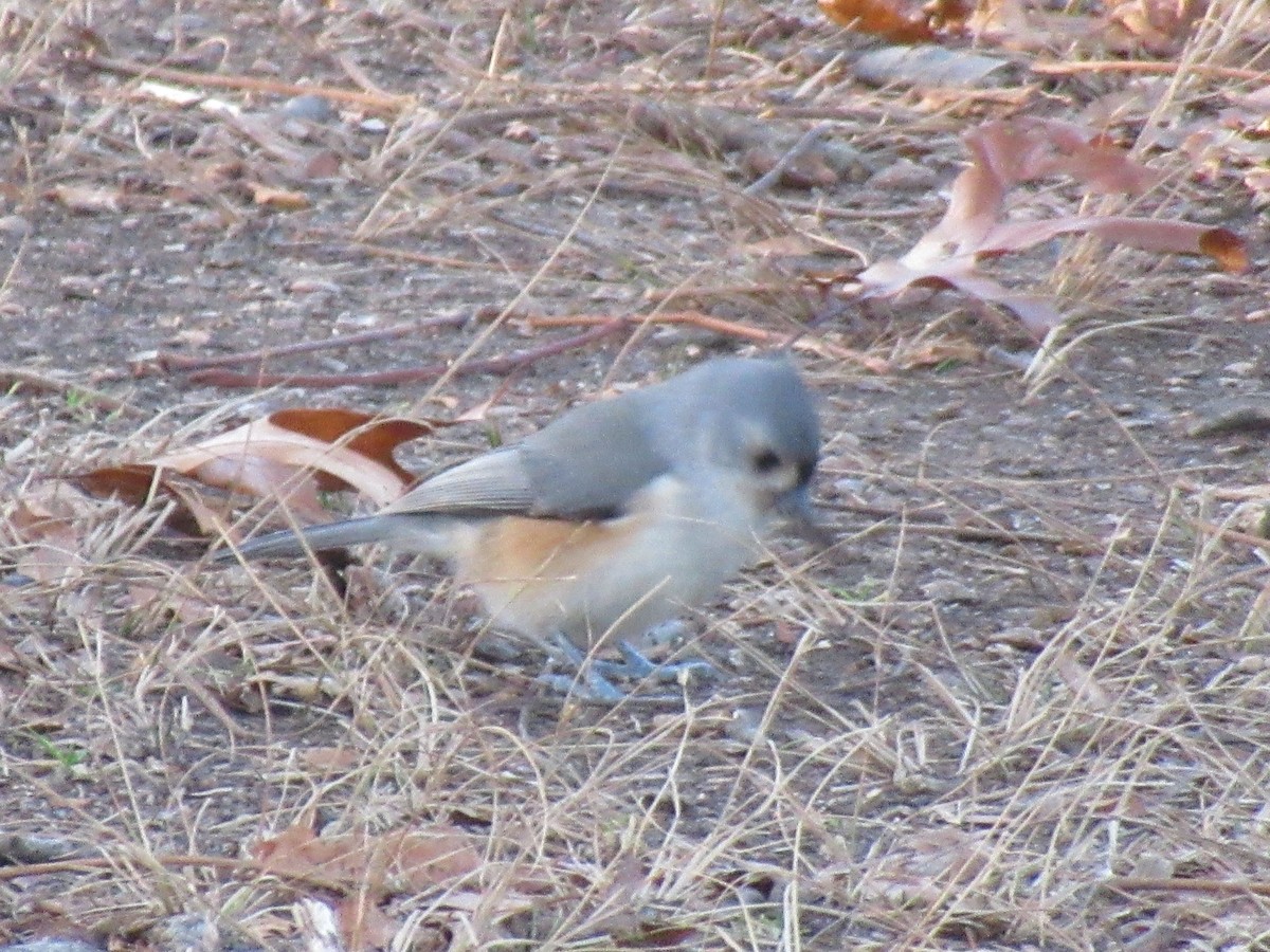 Tufted Titmouse - ML645626074