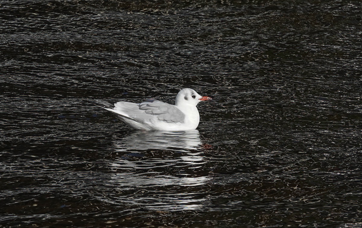 Black-headed Gull - ML645626082