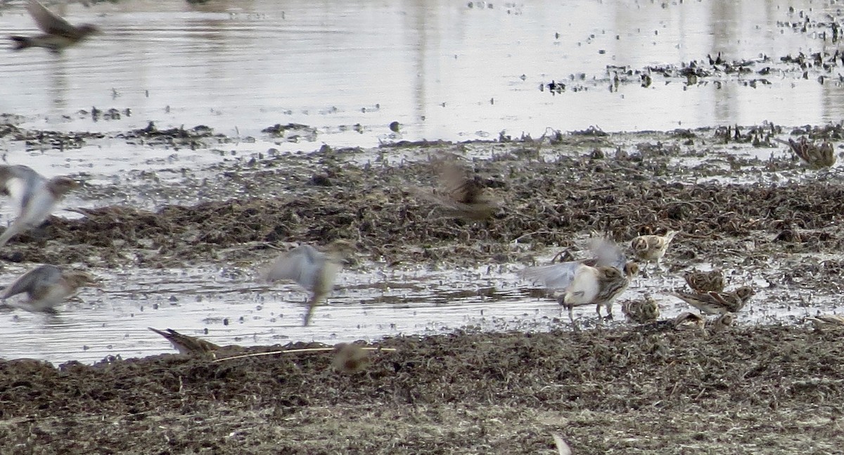 Lapland Longspur - ML645626083
