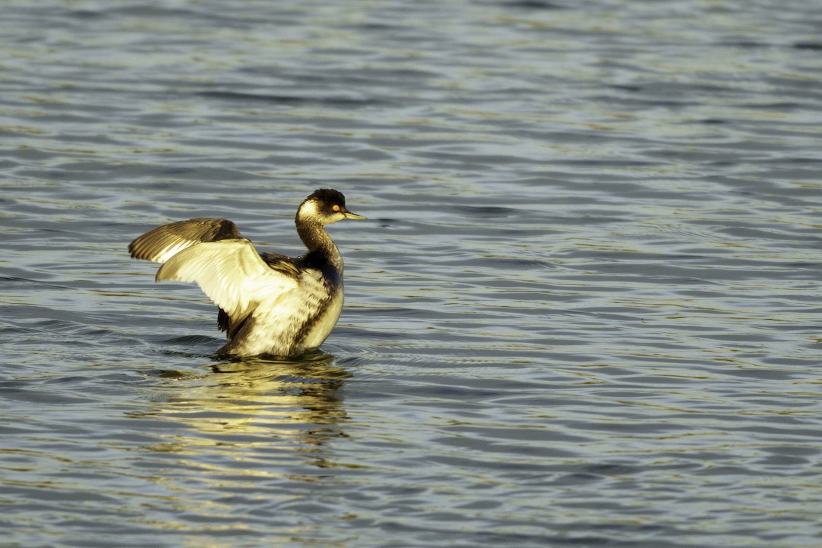 Schwarzhalstaucher - ML645626086