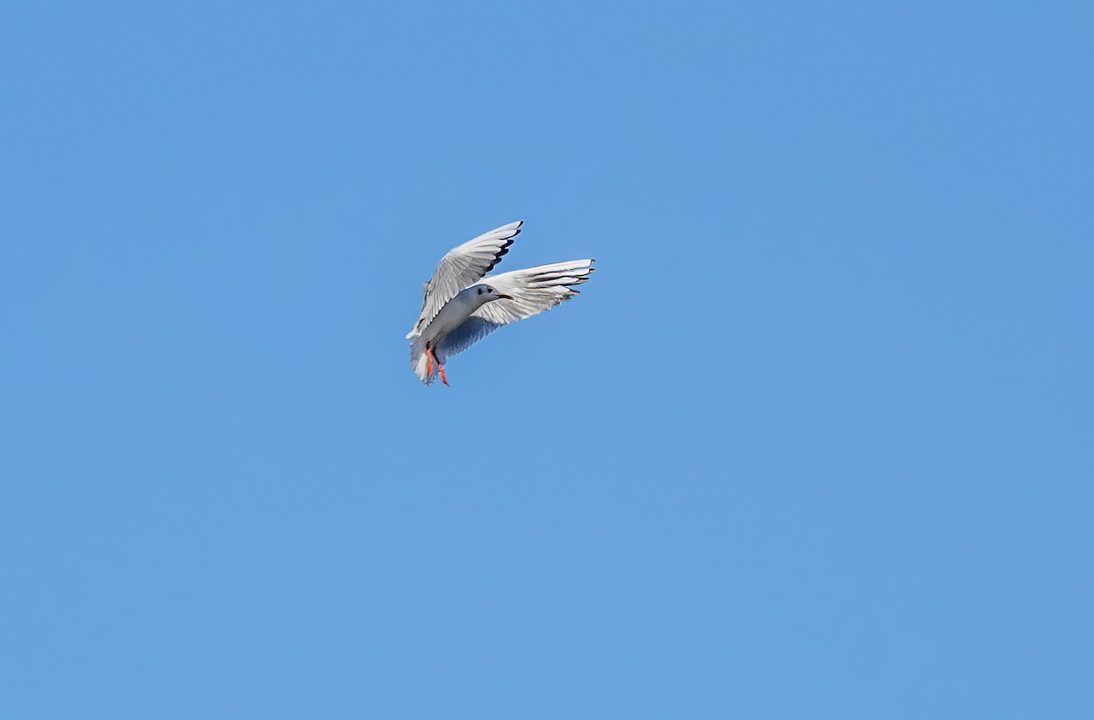 Black-headed Gull - ML645626087