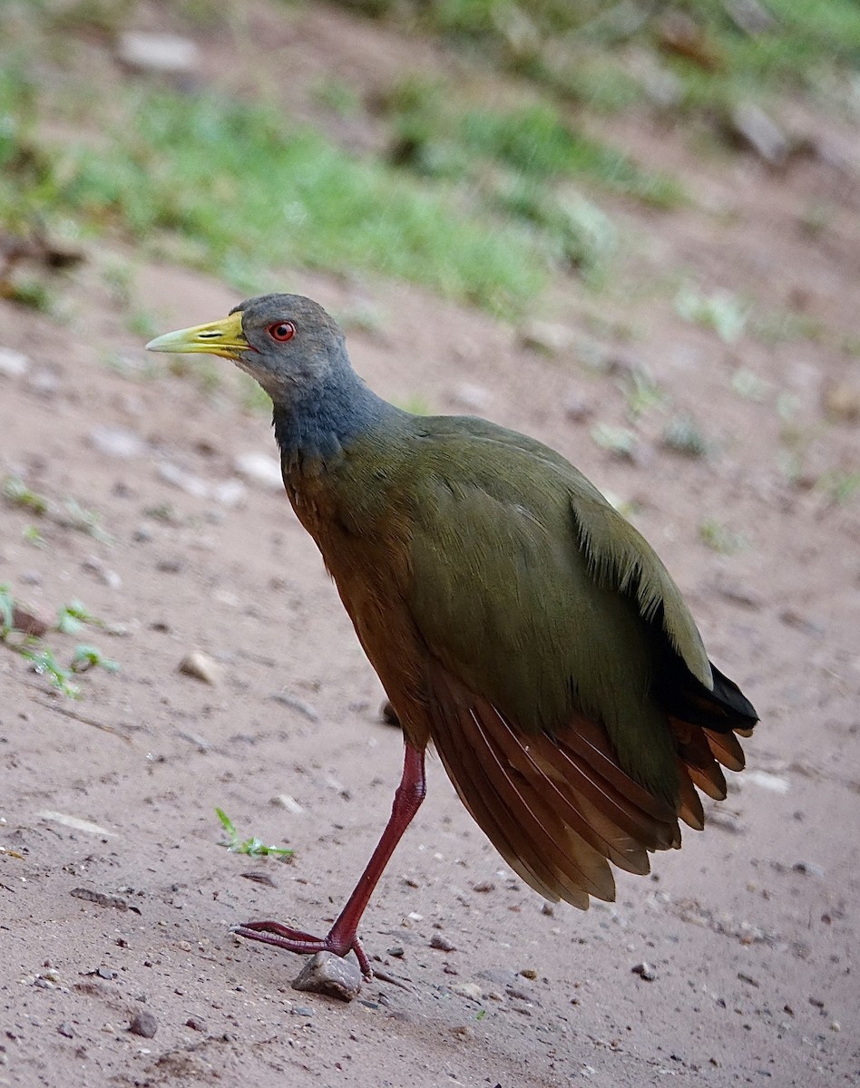 Gray-cowled Wood-Rail - ML645626088