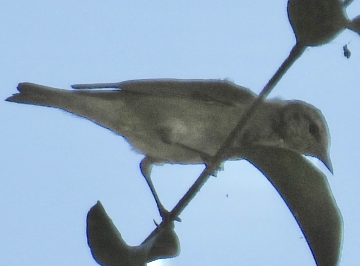 Tennessee Warbler - ML645626090