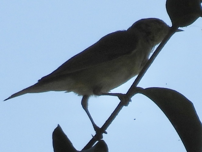 Tennessee Warbler - ML645626091