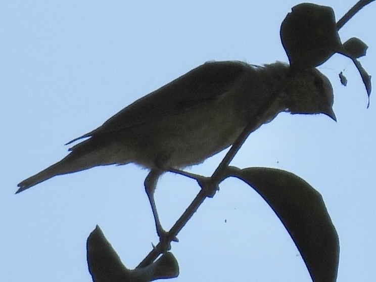 Tennessee Warbler - ML645626092