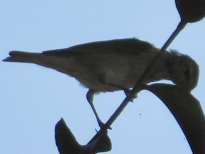 Tennessee Warbler - ML645626093