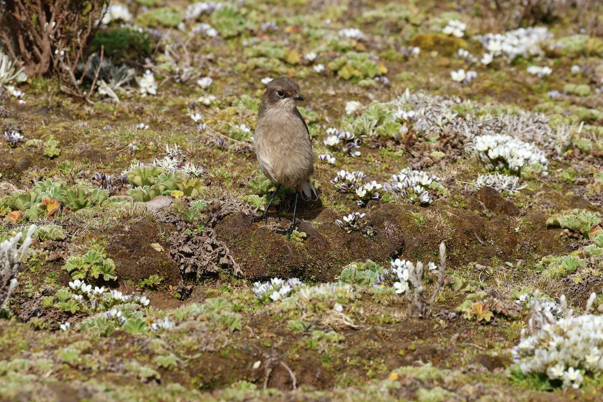 Moorland Chat (Abyssinian) - ML645626094