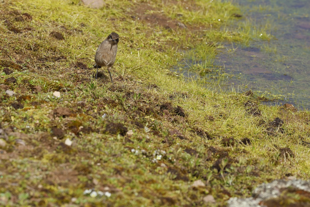 Moorland Chat (Abyssinian) - ML645626096