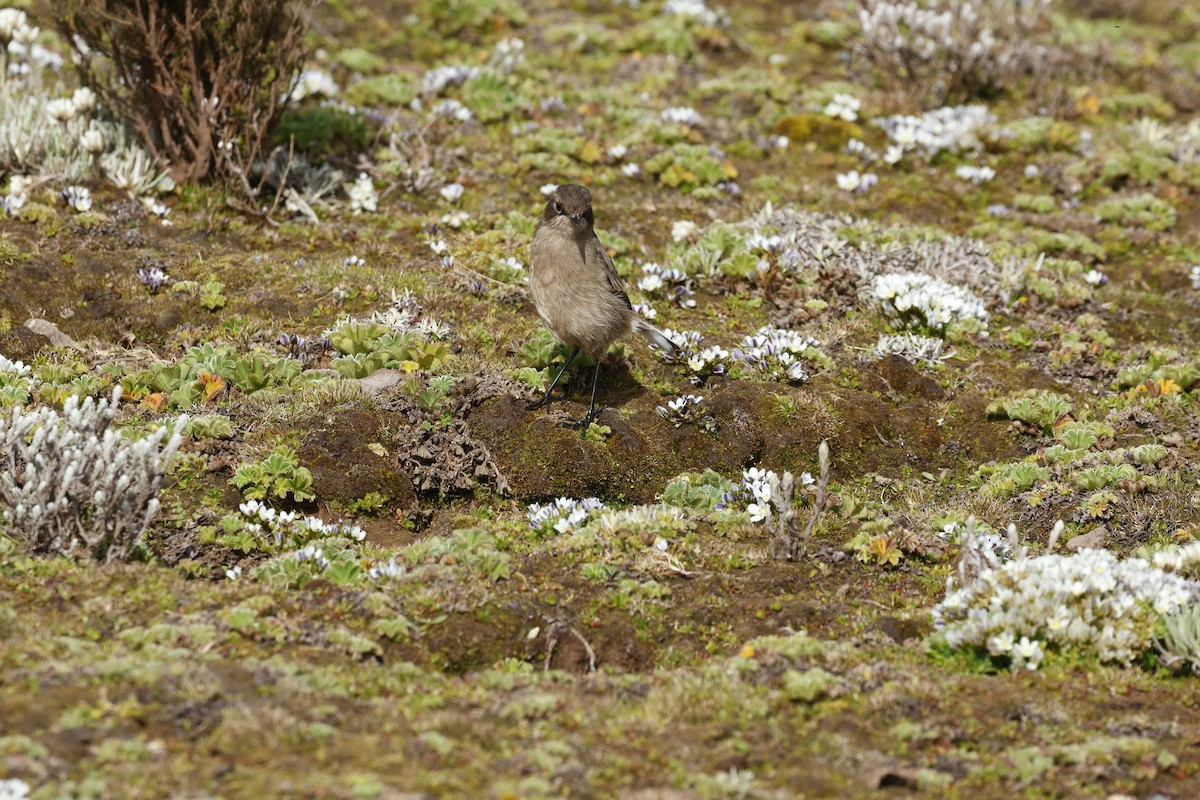 Moorland Chat (Abyssinian) - ML645626098