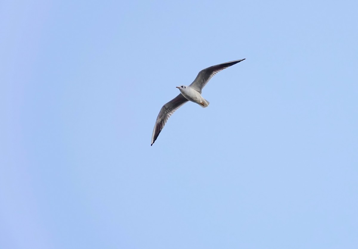 Black-headed Gull - ML645626101