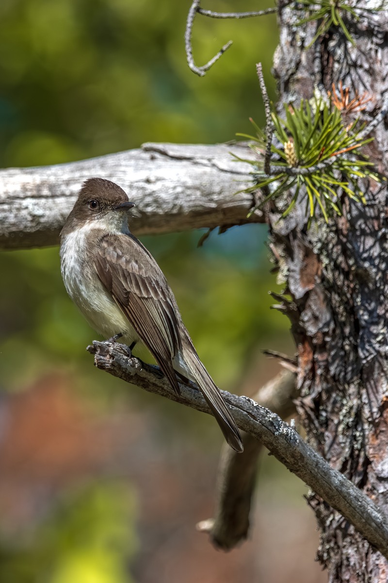 Eastern Phoebe - ML645626102
